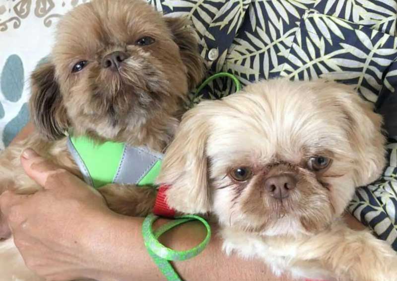 Carousel Slide 4: Dog veterinary care