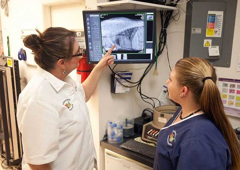 Carousel Slide 3: Pet diagnostic services